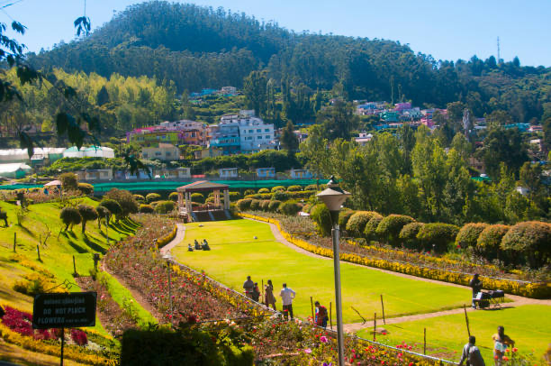 Tea Plantations